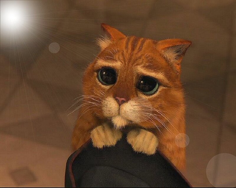 Orange Cat with Big Eyes — Dramatic