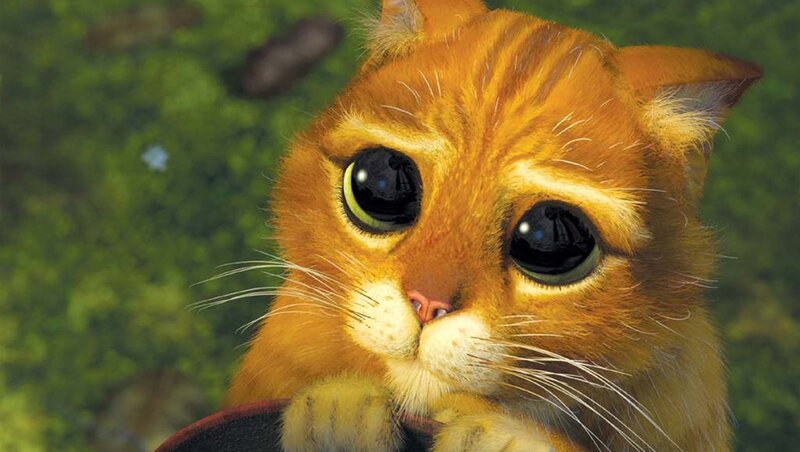Orange Cat with Big Eyes