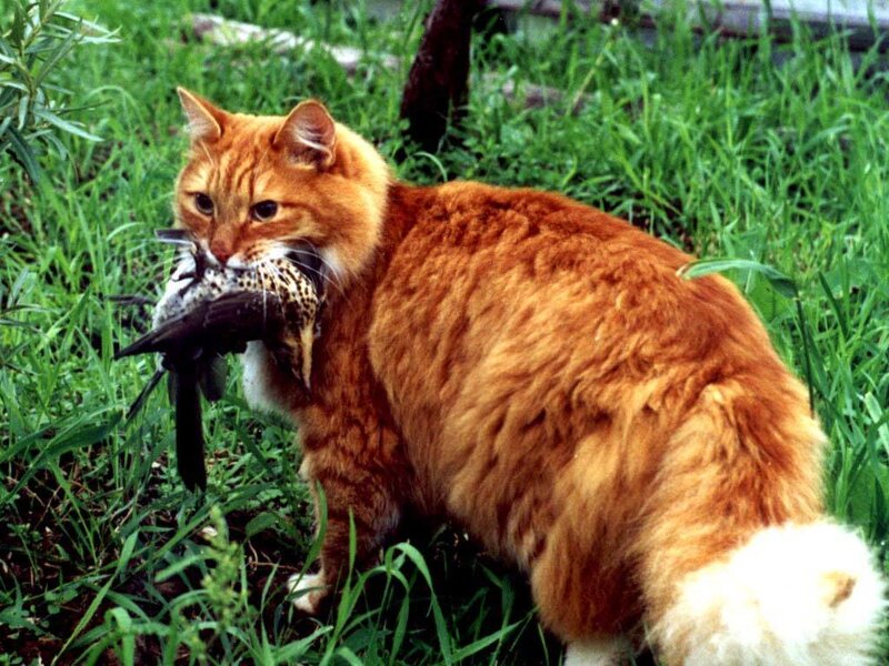Orange Cat with Bird