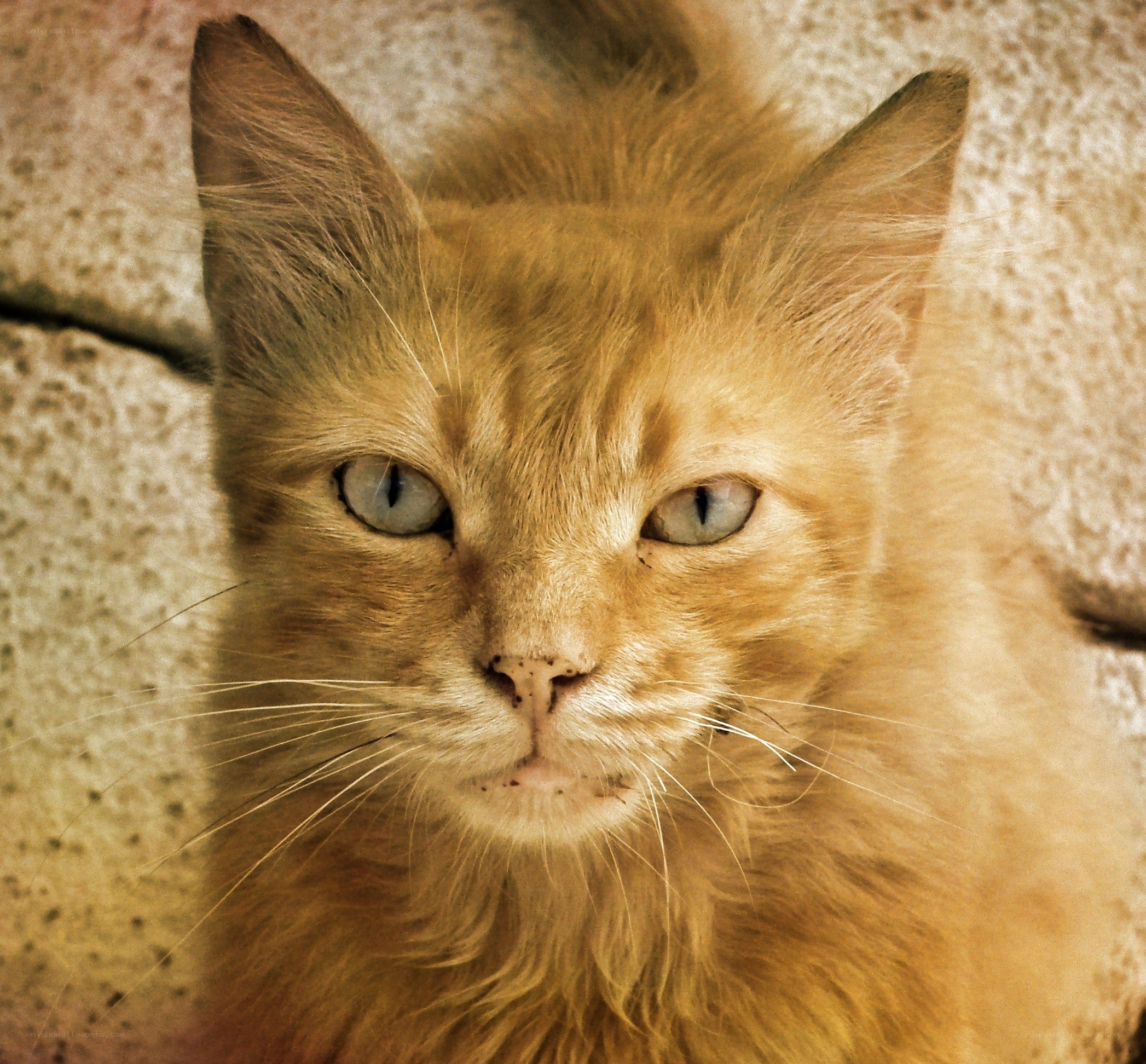 orange cat with blue eyes