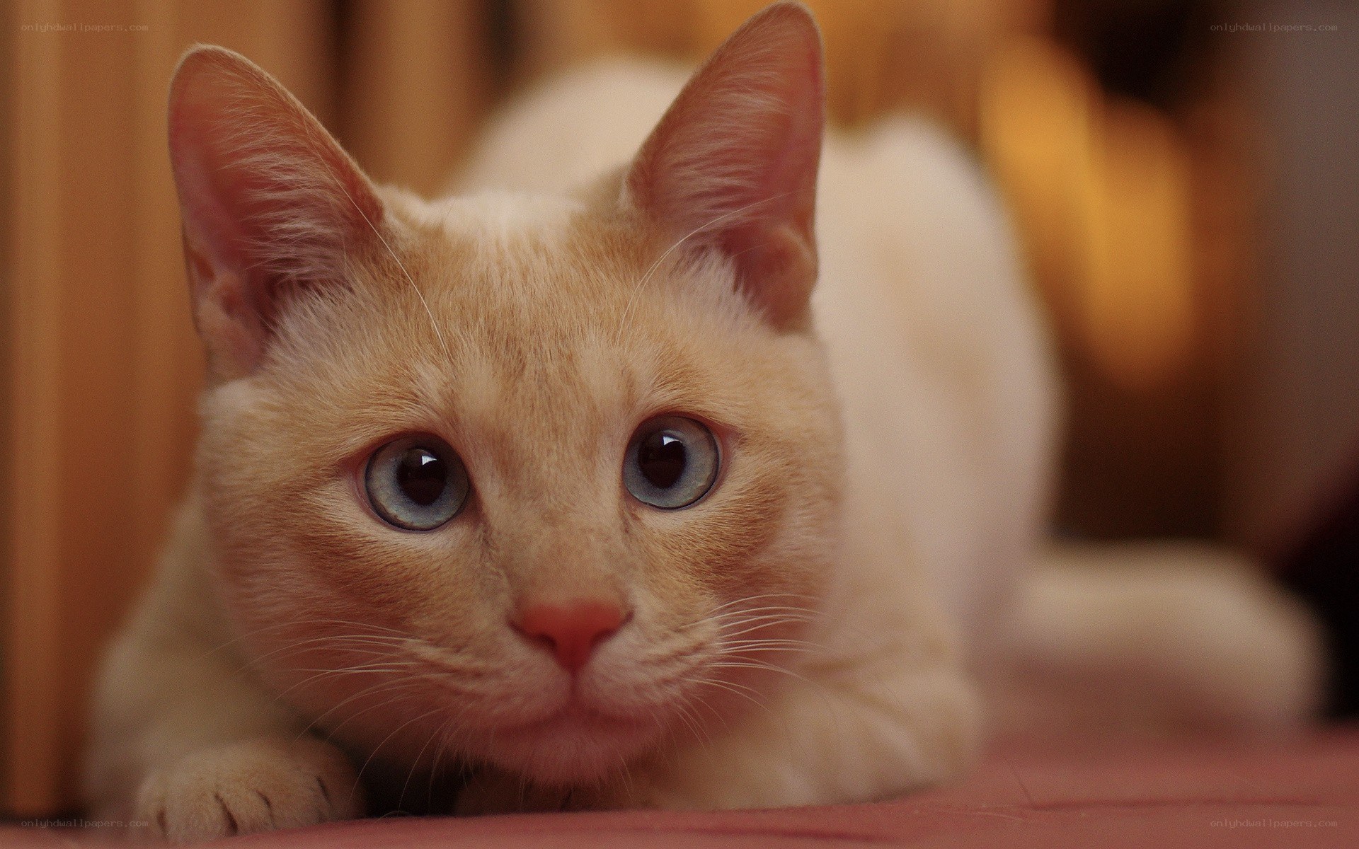 orange cat with blue eyes
