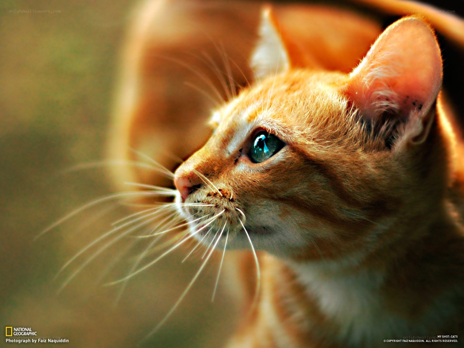 orange cat with blue eyes