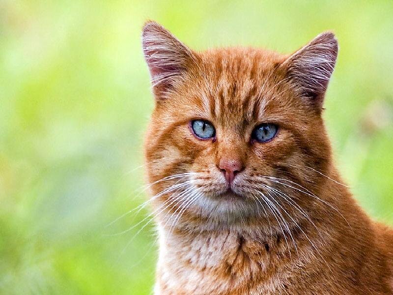 orange cat with blue eyes