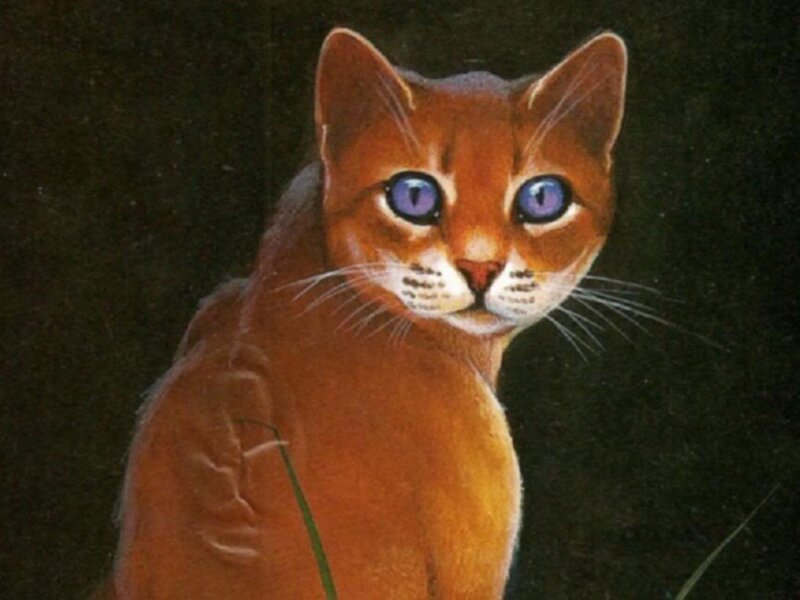 Orange Cat with Blue Eyes — Brown