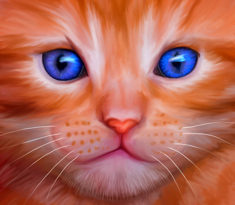 Orange Cat with Blue Eyes — Calm