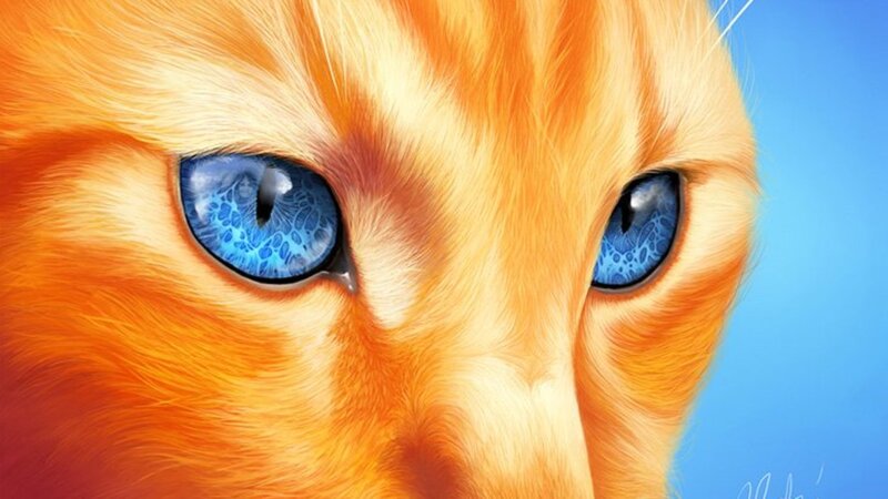 Orange Cat with Blue Eyes — Intense