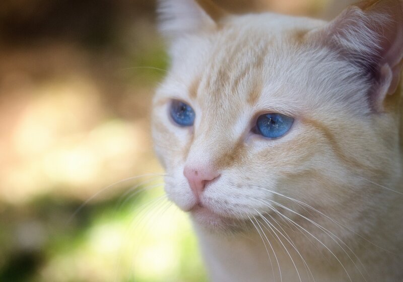 Orange Cat with Blue Eyes — White