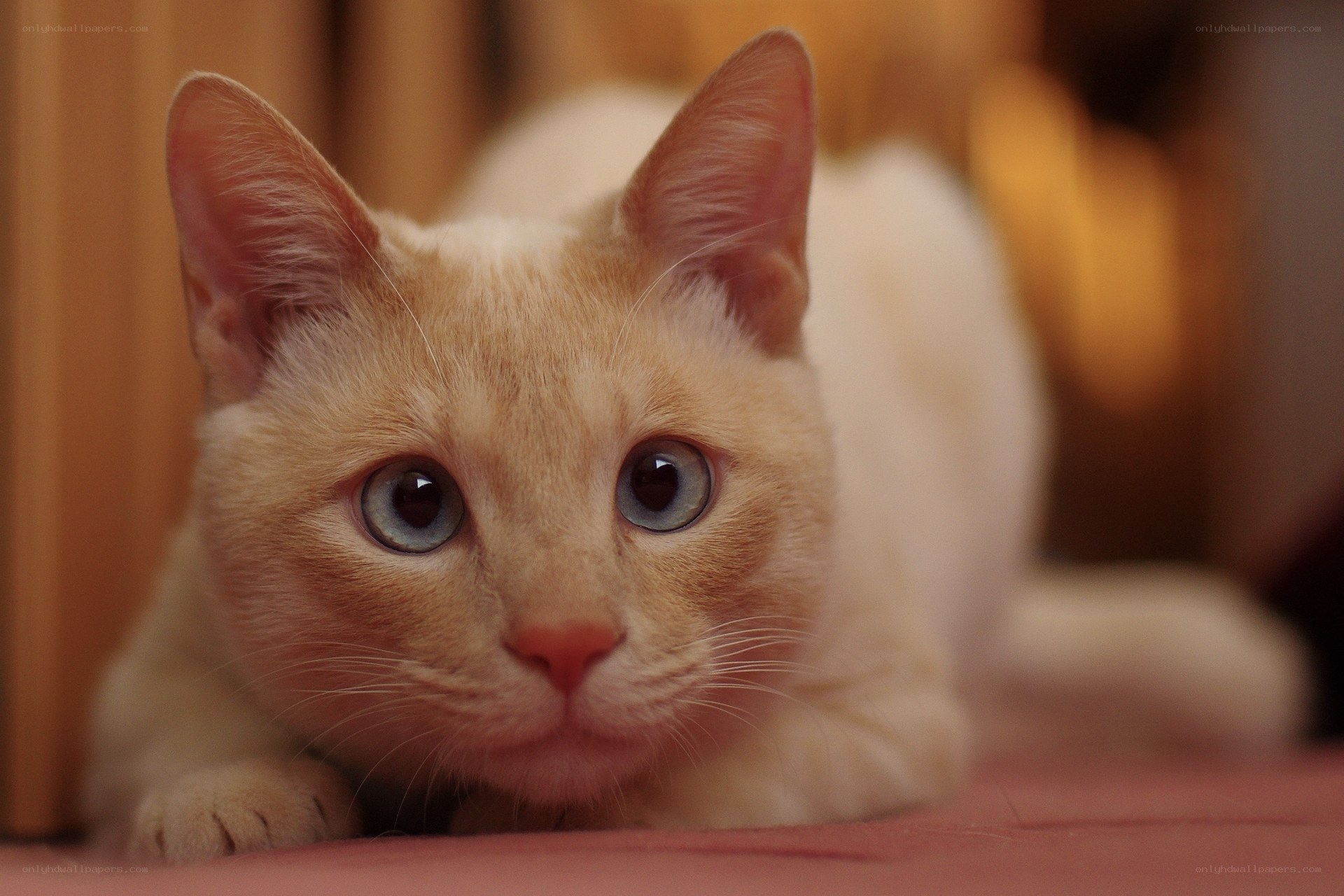 orange cat with blue eyes