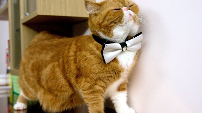 Orange Cat with Bowtie — Calm