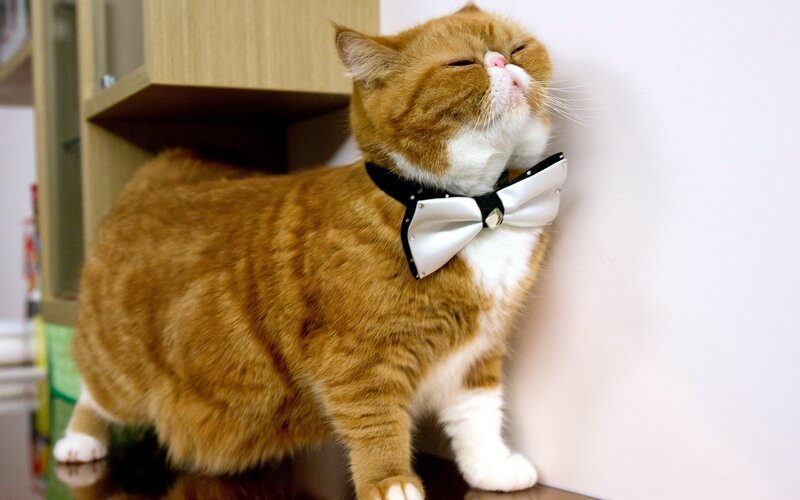 Orange Cat with Bowtie