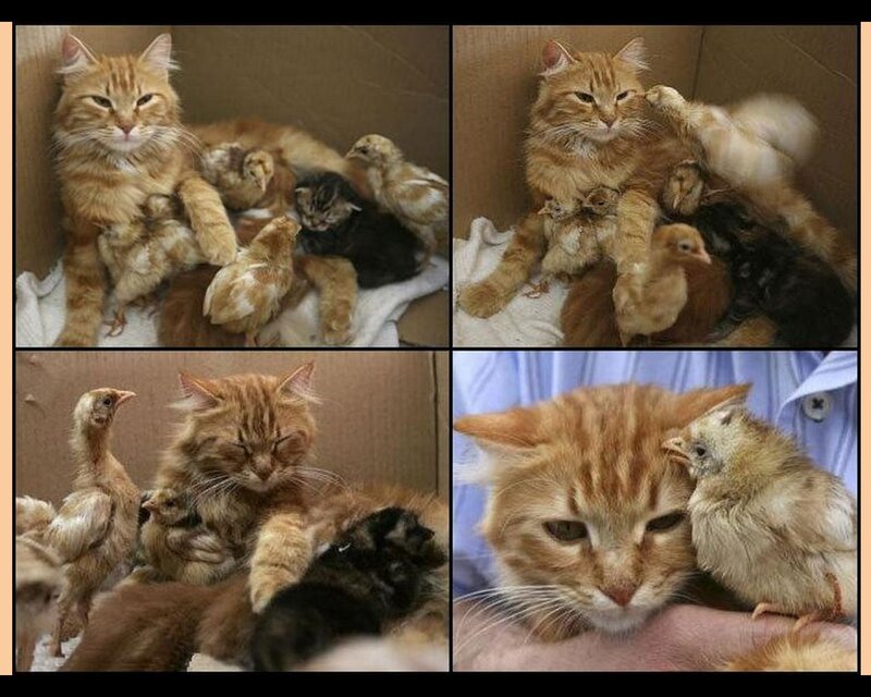 Orange Cat with Chicks