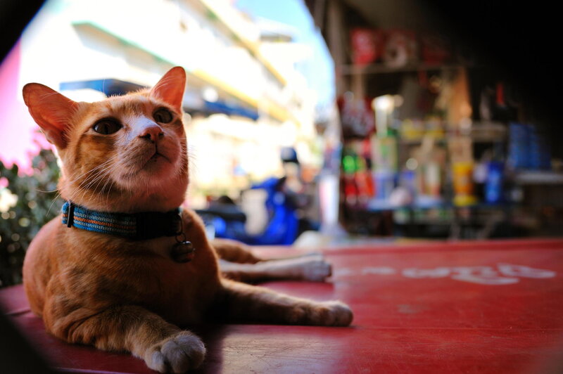 Orange Cat with Collar