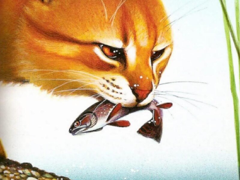 Orange Cat with Fish