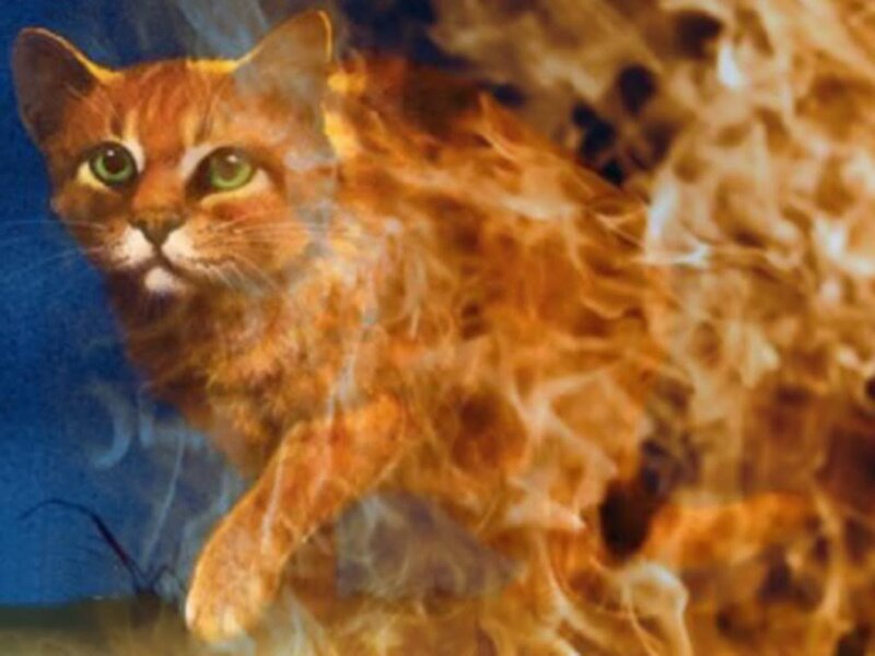 Orange Cat with Flames — Dramatic