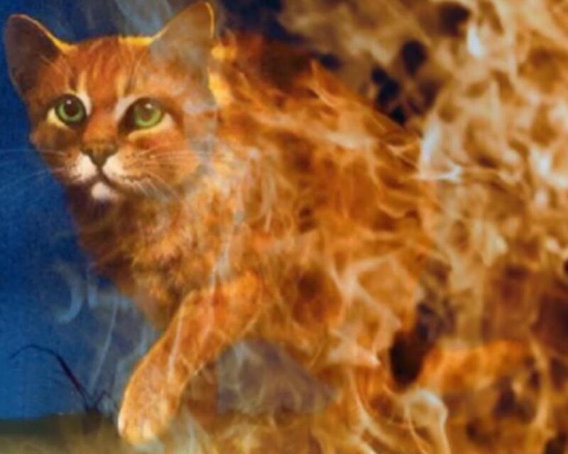 Orange Cat with Flames