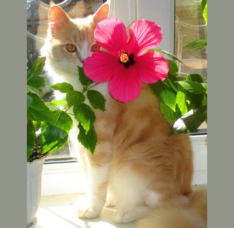 Orange Cat with Flower