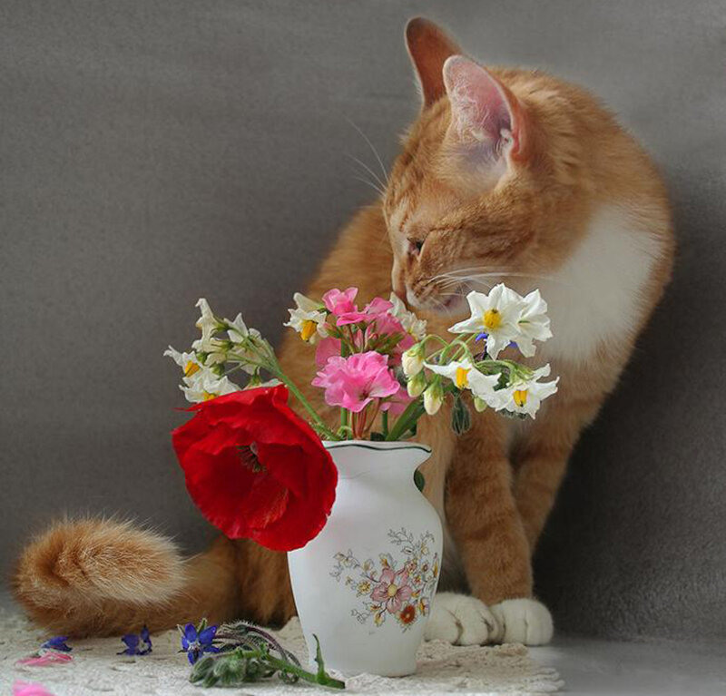 Orange Cat with Flowers — Calm, Photograph
