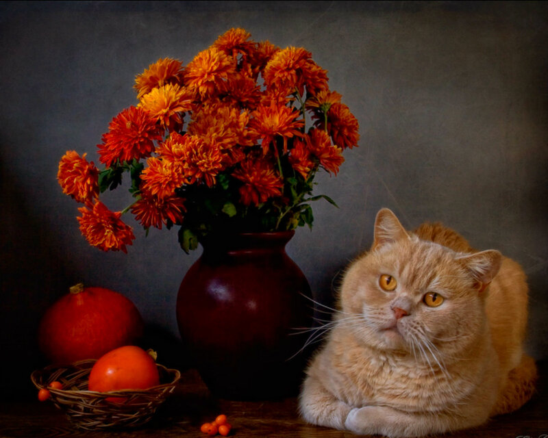Orange Cat with Flowers — Calm