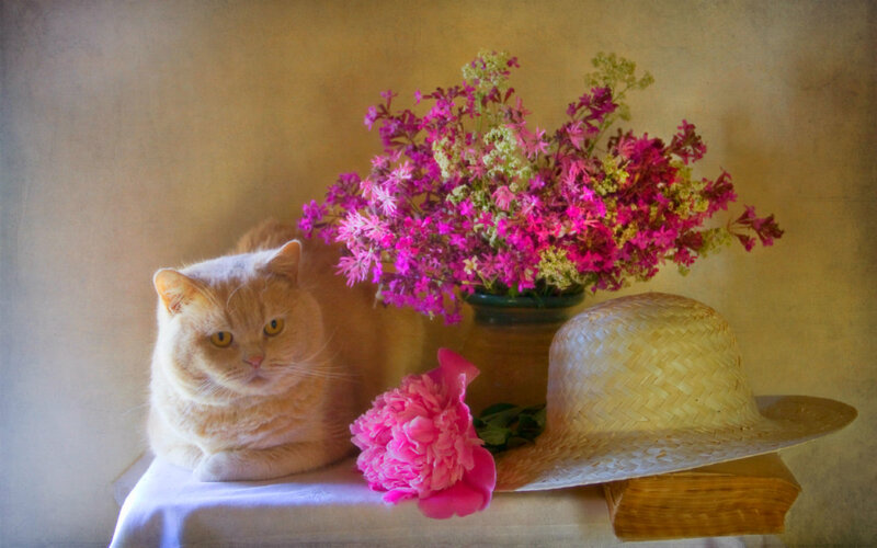 Orange Cat with Flowers — Pink