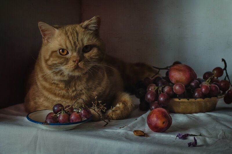 Orange Cat with Fruit