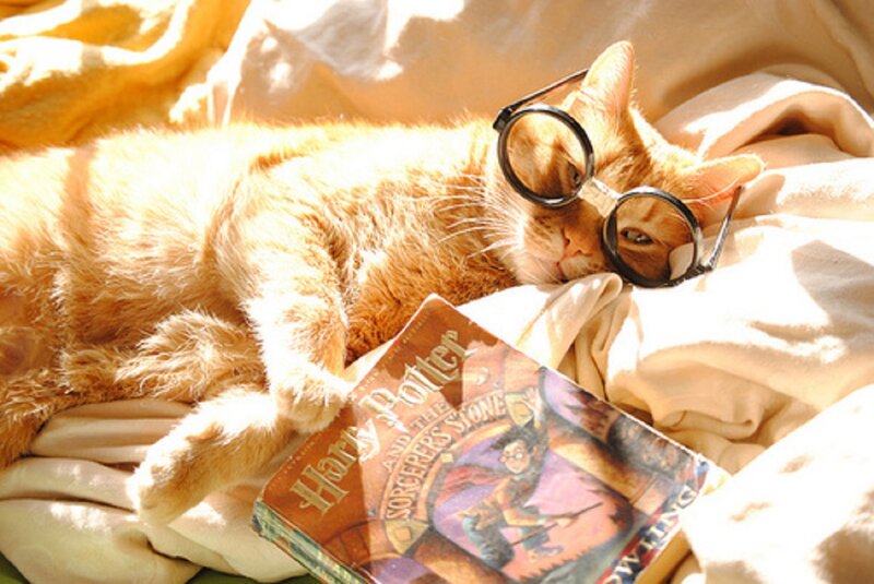 Orange Cat with Glasses — Relaxed