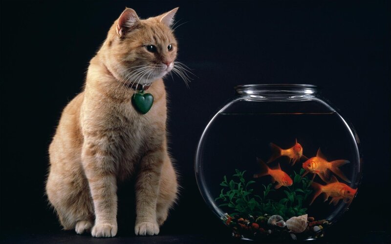 Orange Cat with Goldfish — Dramatic, Photograph, Fishbowl
