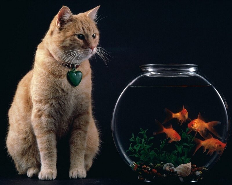 Orange Cat with Goldfish — Dramatic, Photograph