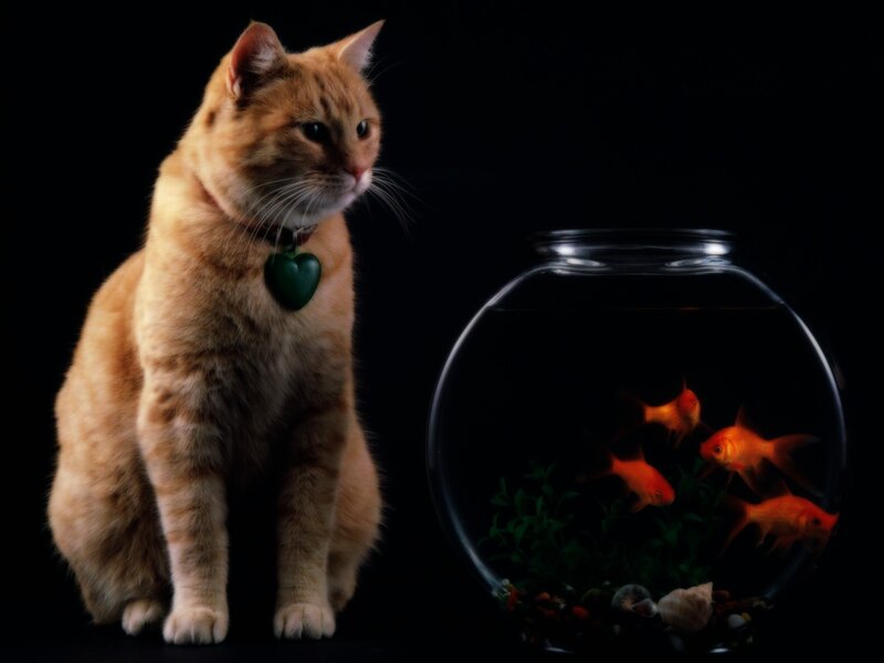 Orange Cat with Goldfish — Dramatic