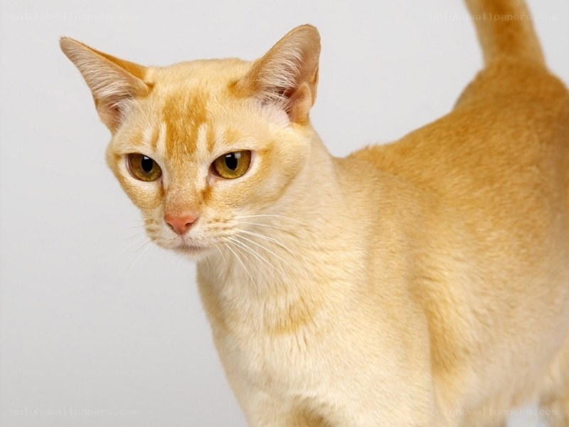 orange cat with green eyes
