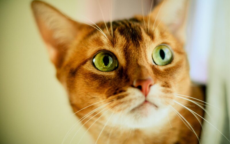 Orange Cat with Green Eyes — Brown