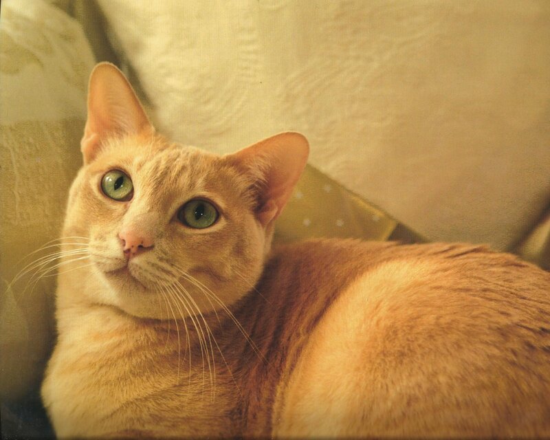 Orange Cat with Green Eyes — Calm, Photograph