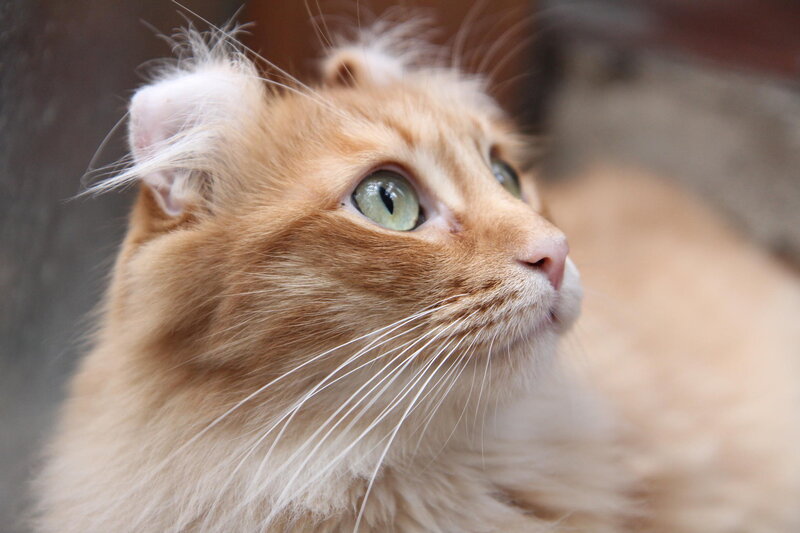 Orange Cat with Green Eyes — Calm