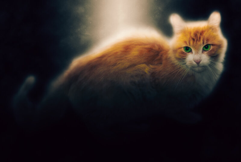 Orange Cat with Green Eyes — Dramatic, Night