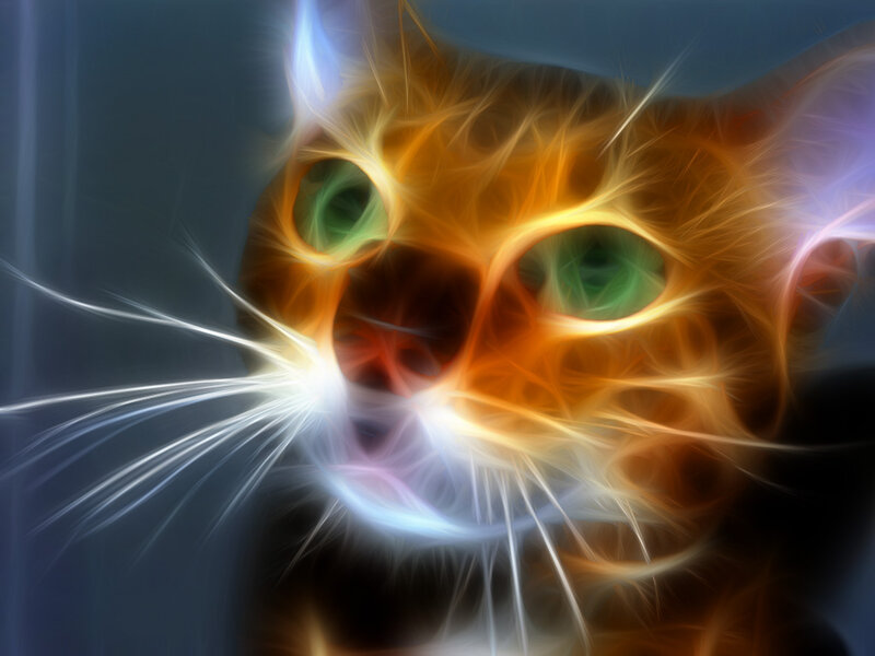 Orange Cat with Green Eyes — Dramatic