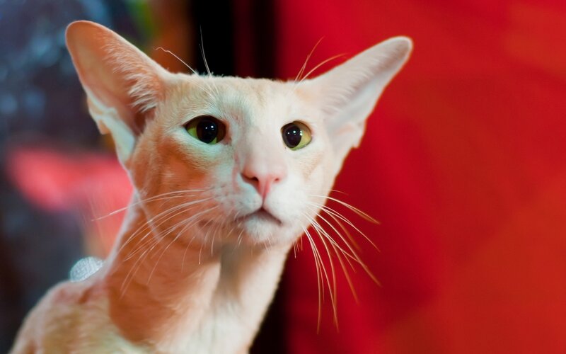 Orange Cat with Green Eyes — Red