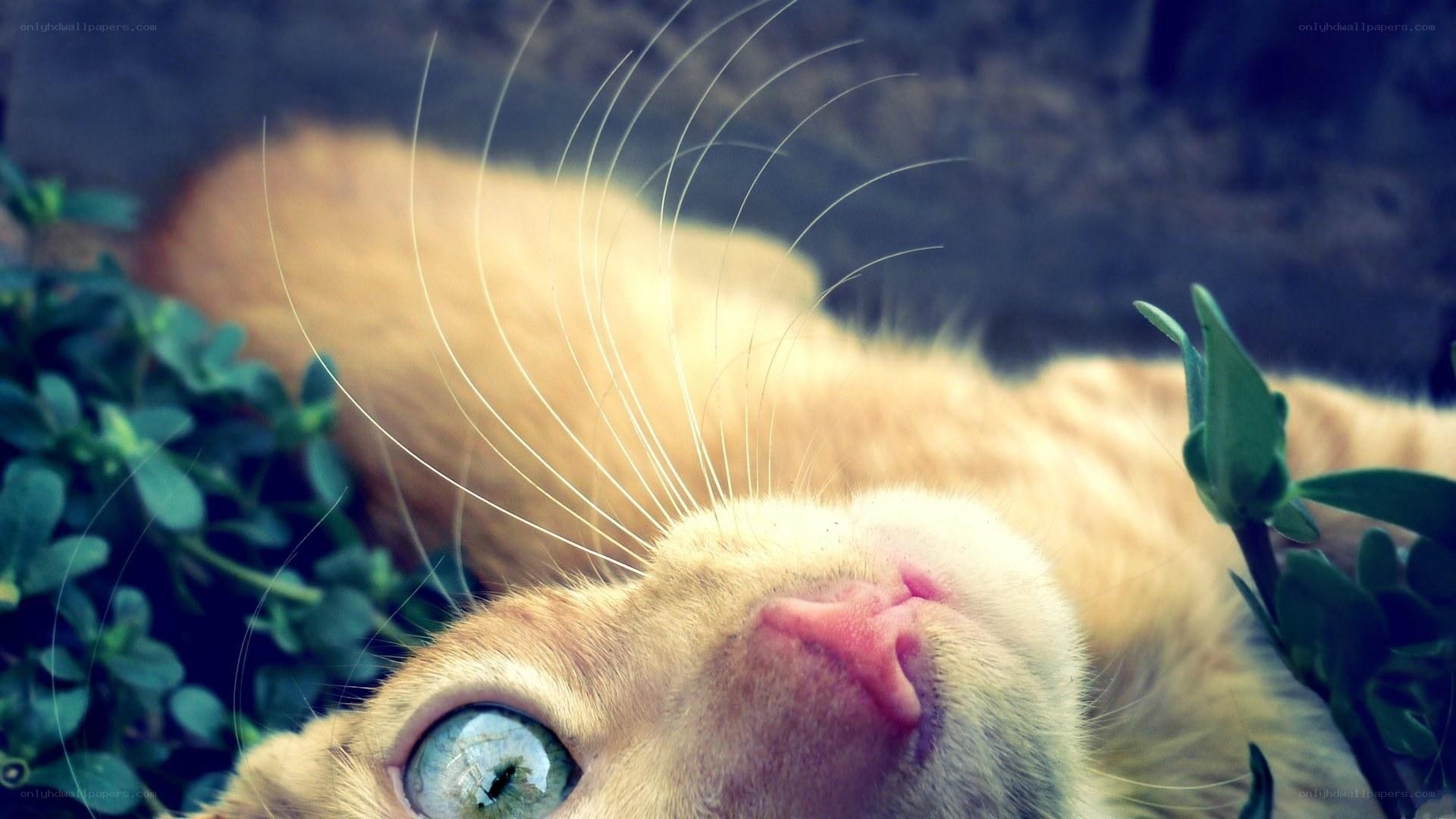 orange cat with green eyes
