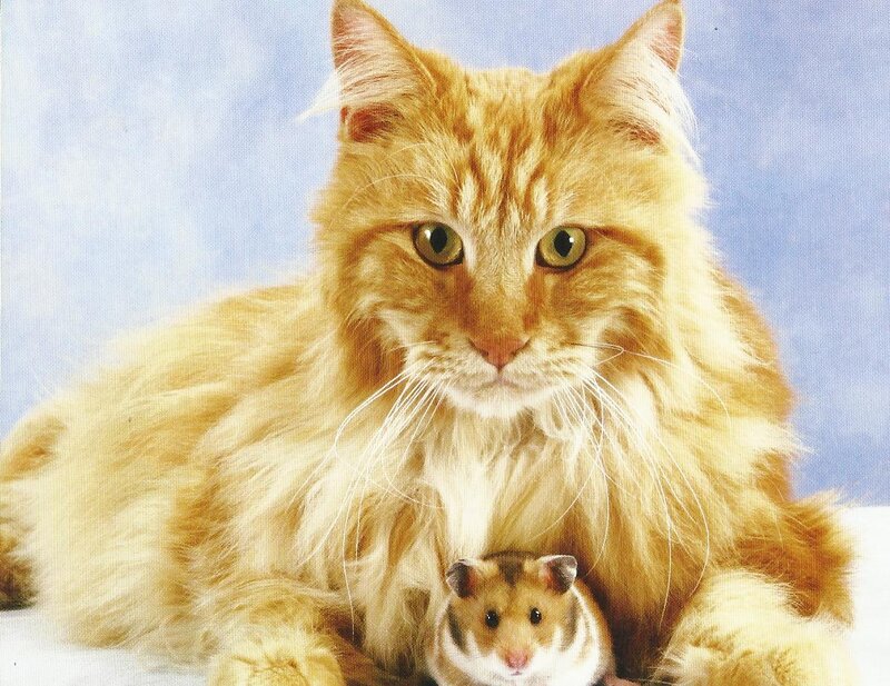 Orange Cat with Hamster