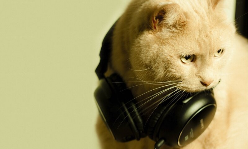 Orange Cat with Headphones — Calm