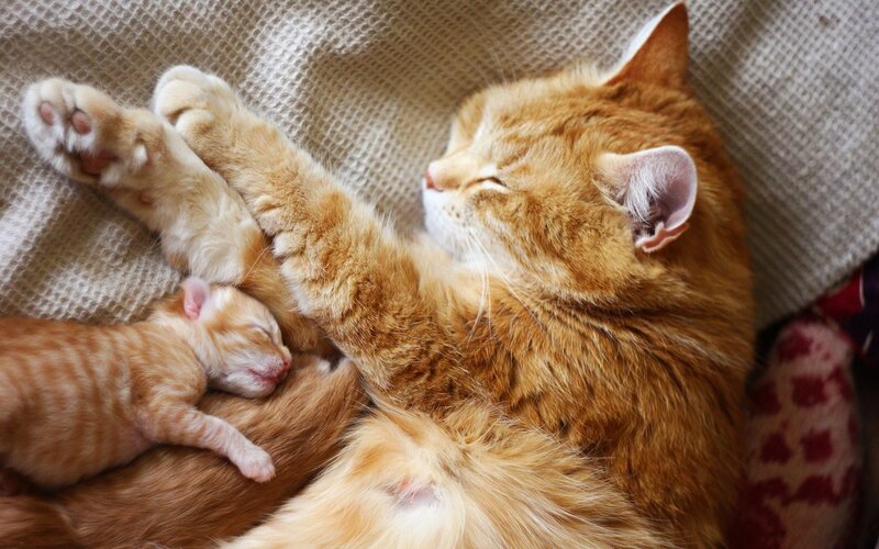 Orange Cat with Kitten — Peaceful