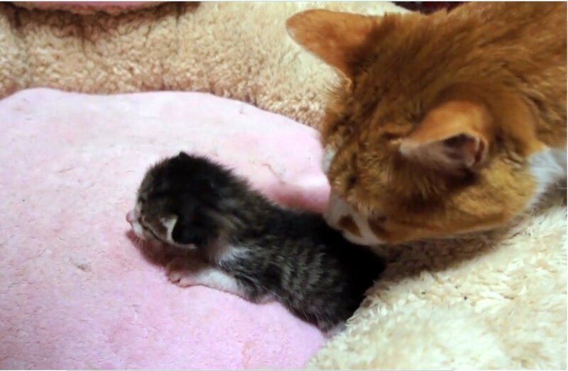 Orange Cat with Kitten