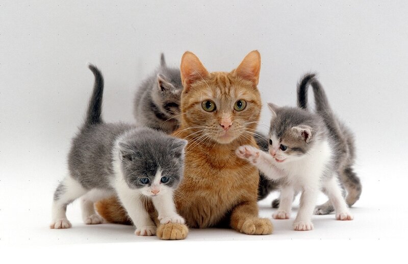 Orange Cat with Kittens — Calm