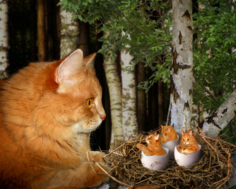 Orange Cat with Kittens — Serene