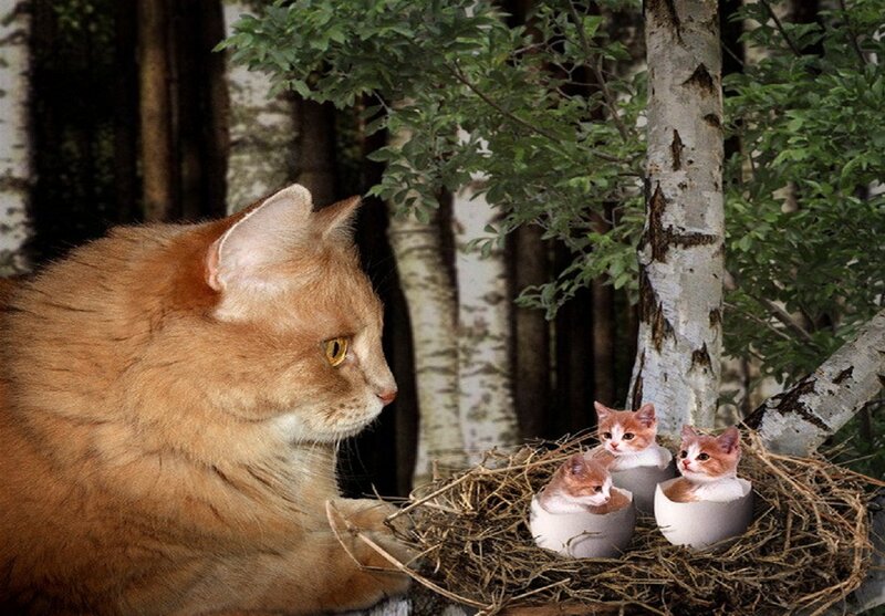 Orange Cat with Kittens