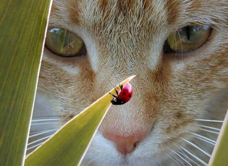 Orange Cat with Ladybug