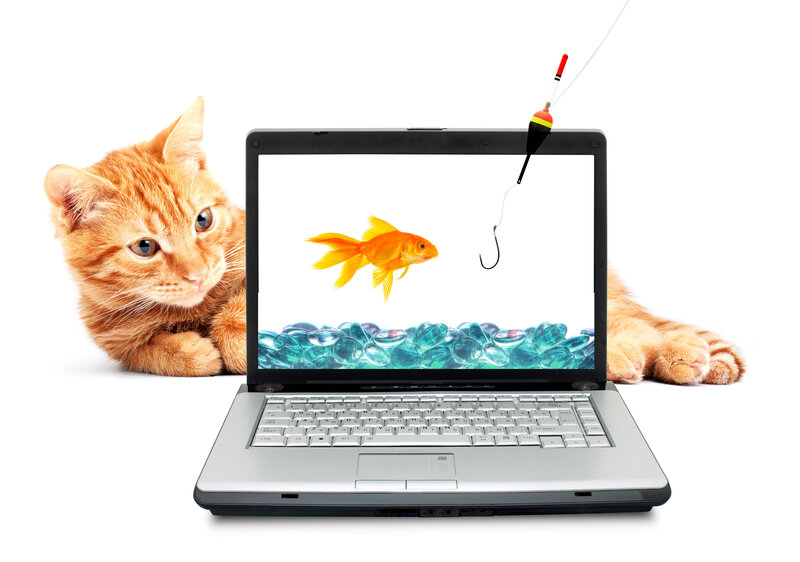 Orange Cat with Laptop — Curious, Photograph