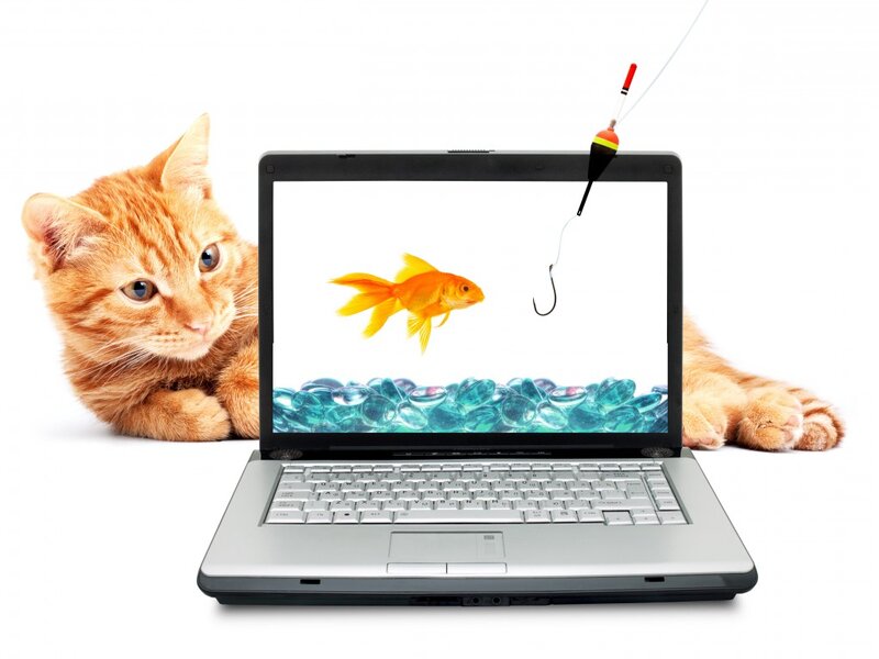 Orange Cat with Laptop — Curious