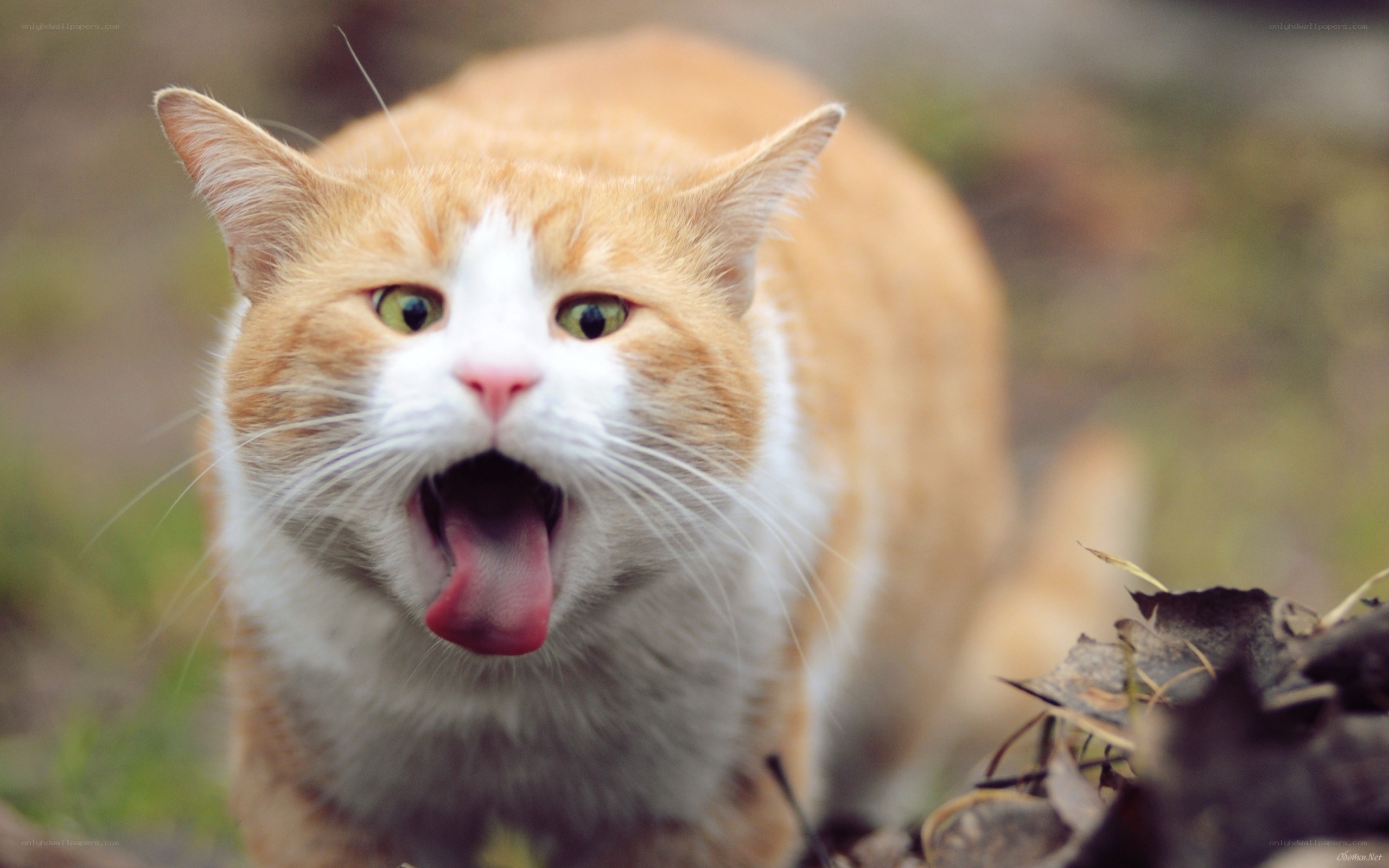orange cat with open mouth