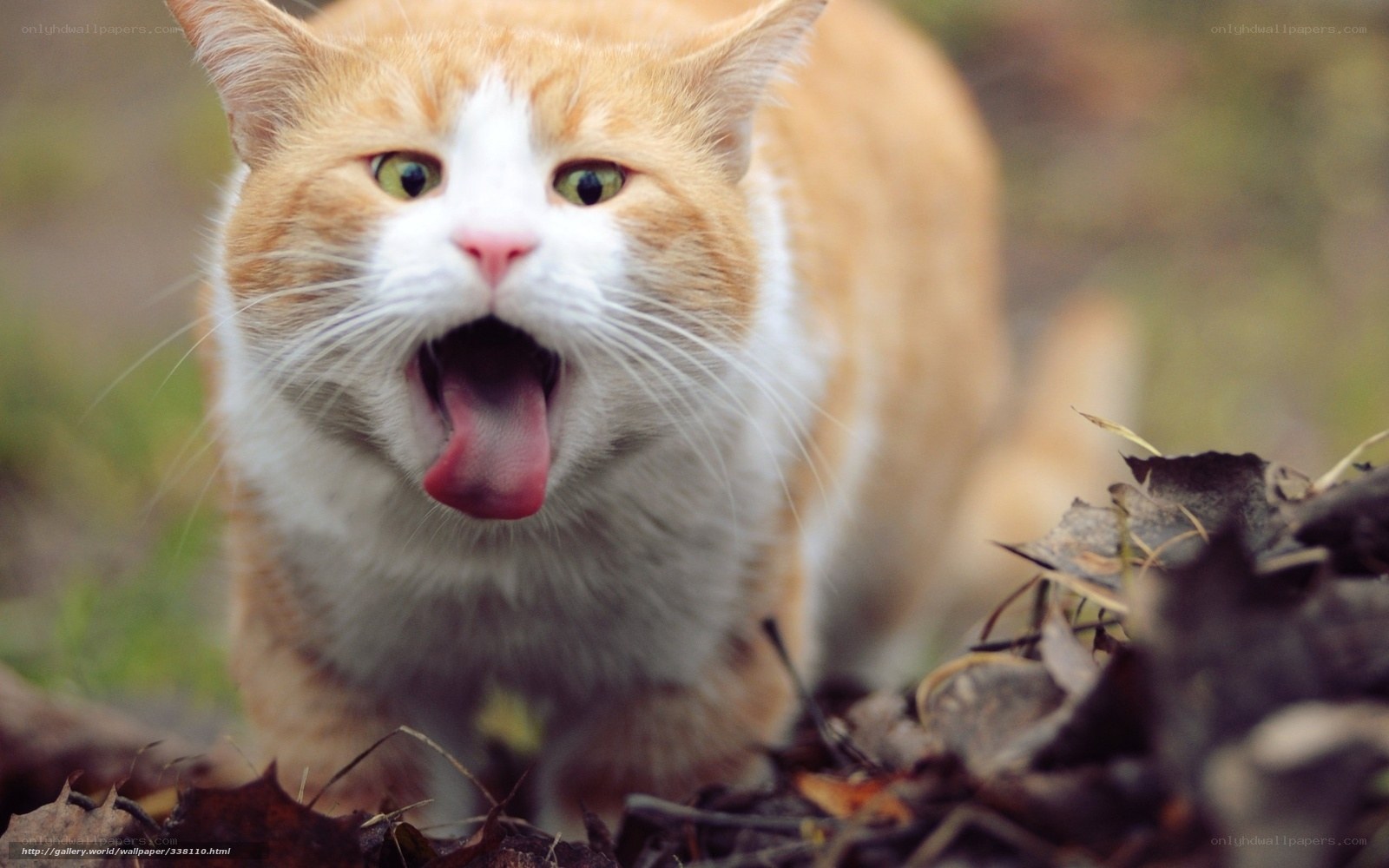 orange cat with open mouth