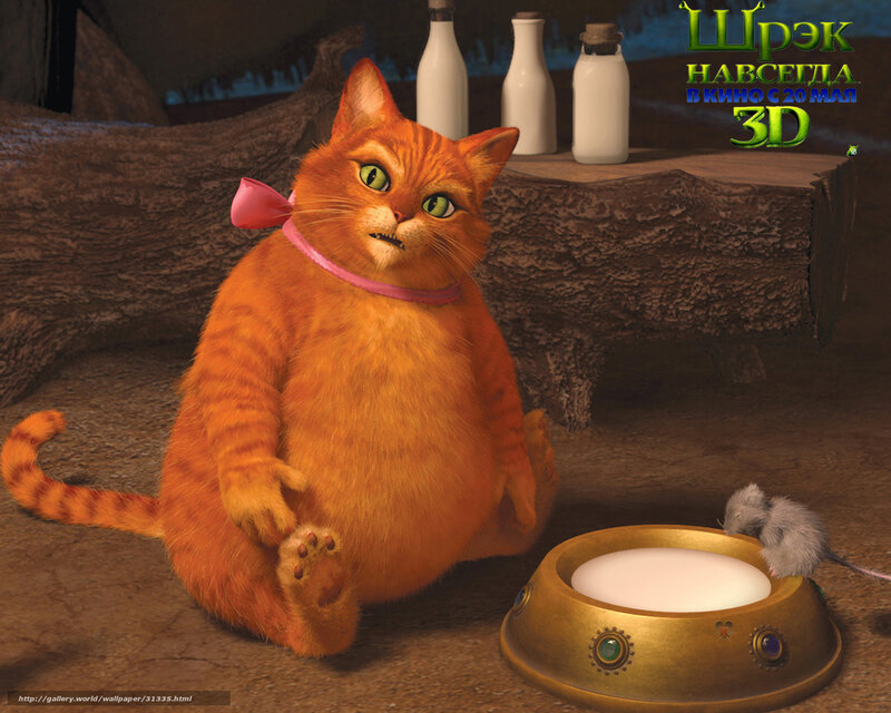 Orange Cat with Pink Collar