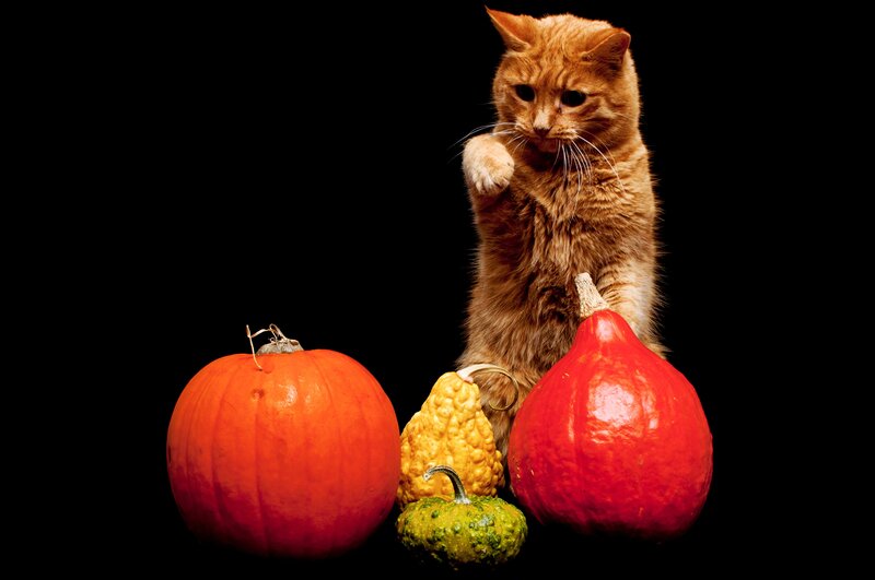 Orange Cat with Pumpkins — Black, Dramatic